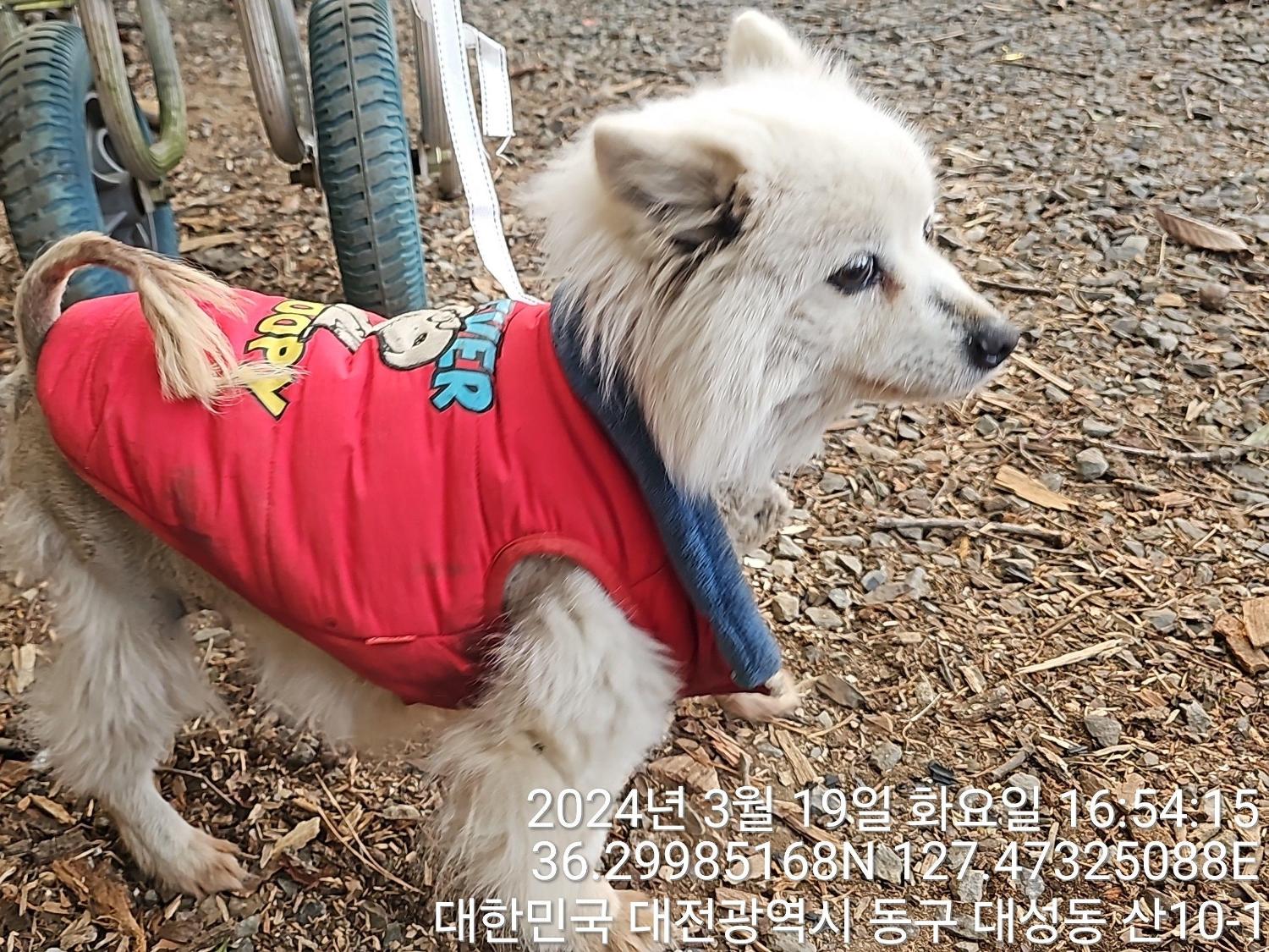 종료(반환) 스피츠…